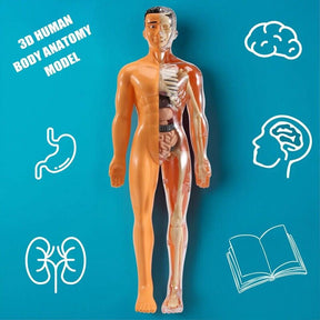Detachable Human Model Toy