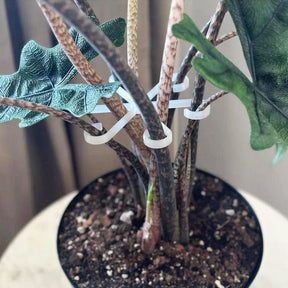 🌿Adjustable Plant Support Rings